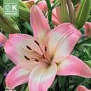 Lilium Asia.Hybr.Levi - Lilie