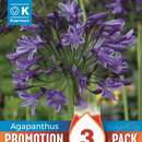 Agapanthus africanus blau - Schmucklilie