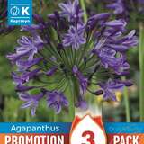 Agapanthus africanus blau - Schmucklilie