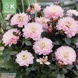 Dahlia Hybr.Melody Harmony - Schmuck Rabatten Dahlie