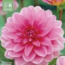 Dahlia Hybr.Onesta - Schmuck Dahlie