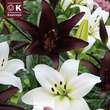 Lilium Asia.Hybride Combi weiß/schwarz: Bild 1/1