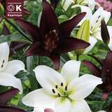 Lilium Asia.Hybride Combi weiß/schwarz - Lilien Lovely Combination Mischung