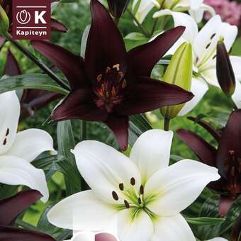 Lilium Asia.Hybride Combi weiß/schwarz
