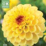 Dahlia Ball Sunny Boy - Ball Dahlie