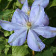 Clematis 'Mrs. Cholmondeley': Bild 2/5