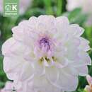 Dahlia Hybr.Eveline - Schmuck Dahlie