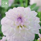 Dahlia Hybr.Eveline - Schmuck Dahlie