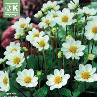 Dahlia Hybr.Topmix