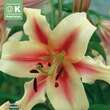 Lilium Culitvar ’Lavon‘: Bild 1/1