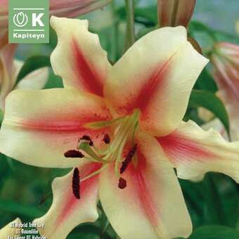 Lilium Culitvar ’Lavon‘