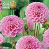 Dahlia Hybr.Stolze von Berlin - Pompon Dahlie