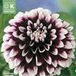 Dahlia Hybr.Edinburg: Bild 1/1