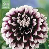 Dahlia Hybr.Edinburg - Schmuck Dahlie