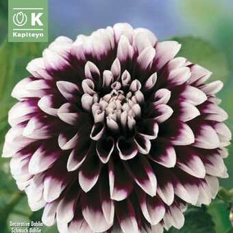 Dahlia Hybr.Edinburg
