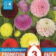 Dahlia Hybride Pompon: Bild 1/1