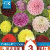 Dahlia Hybride - Pompon Dahlie Mischung