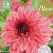 Dahlia Decorative Bacardi: Bild 1/1