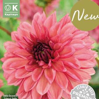 Dahlia Decorative Bacardi