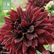 Dahlia Hybr.Black Touch: Bild 1/1