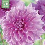 Dahlia Hybr.Lavender Perfection - Riesen Schmuck Dahlie