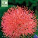 Scadoxus multiflorus - Blutblume