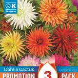 Dahlia Hybride Kaktus - Kaktus Dahlie Mischung