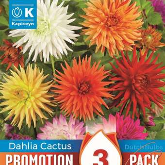 Dahlia Hybride Kaktus