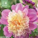 Dahlia Hybr.Take Off - Anemoneblütige Dahlie