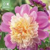 Dahlia Hybr.Take Off - Anemoneblütige Dahlie