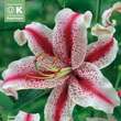 Lilium Orien. Hybr. Dizzy: Bild 1/1