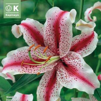 Lilium Orien. Hybr. Dizzy