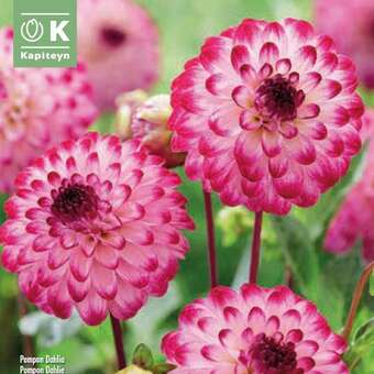 Dahlia Hybr.Little Robert