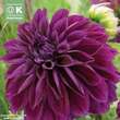Dahlia Hybr.Thomas A.Edison: Bild 1/1
