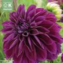 Dahlia Hybr.Thomas A.Edison - Riesen Schmuck Dahlie