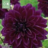 Dahlia Hybr.Thomas A.Edison - Riesen Schmuck Dahlie