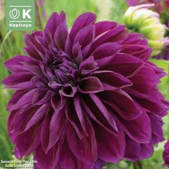 Dahlia Hybr.Thomas A.Edison
