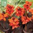 Canna indica Happy Julia: Bild 1/1