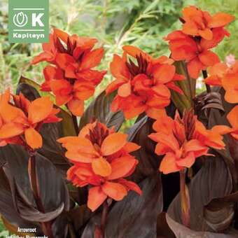 Canna indica Happy Julia