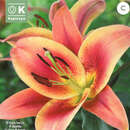 Lilium Orien. Hybr. Montego Bay - Baumlilie