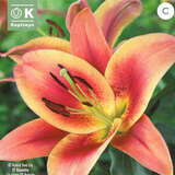 Lilium Orien. Hybr. Montego Bay - Baumlilie
