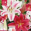 Lilium Oriental Hybr.: Bild 1/1