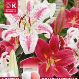 Lilium Oriental Hybr. - Lilien Oriental Prachtmischung