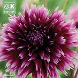 Dahlia Hybr.Alauna Claire Obscura - Spinnen Dahlie