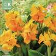 Canna indica Happy Emily: Bild 1/1