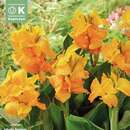 Canna indica Happy Emily - Indisches Blumenrohr