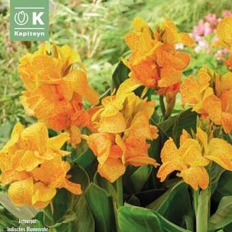 Canna indica Happy Emily