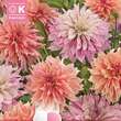 Dahlia Hybride: Bild 1/1