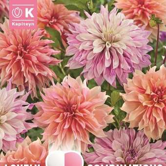 Dahlia Hybride Combi Schmuck pastell
