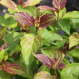 Cornus pumila - Zwerg-Hartriegel